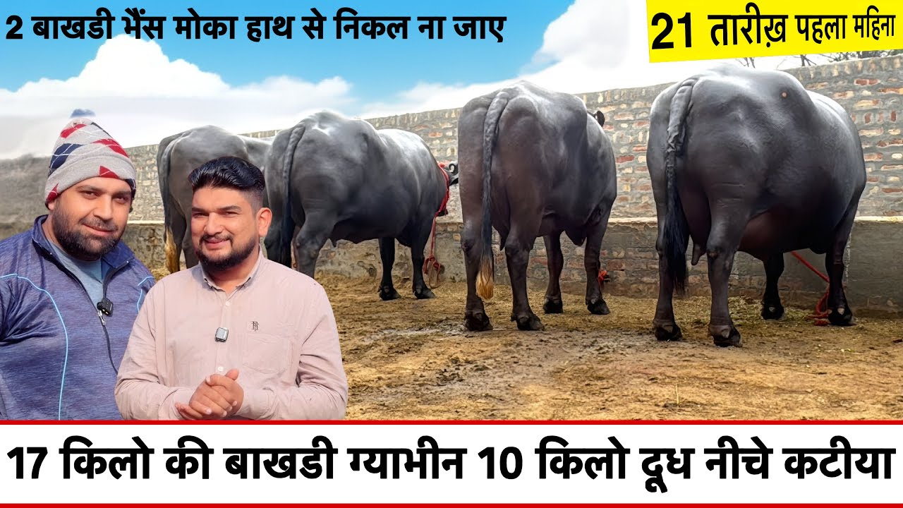 17 किलो की गयाभीन बाखडी 👉 2 बाखडी भैसो  का जोड़  नीचे कटीया ANIL BHAI JOLLY SONAIPAT ✅