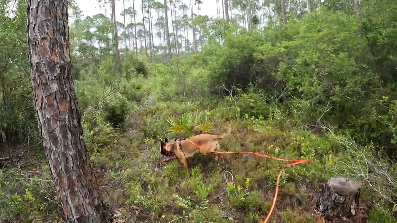 Tracking and training for wounded deer.