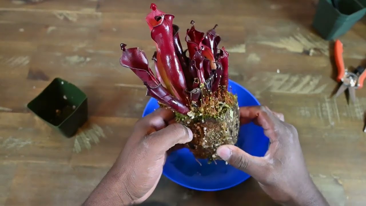 Heliamphora Division and Re pot 2025 Part I