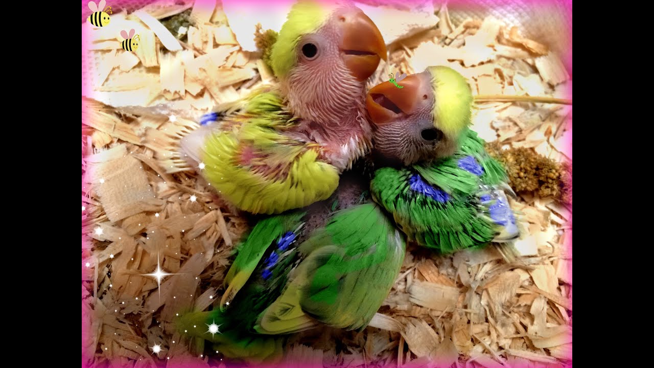How to hand feed baby lovebirds.