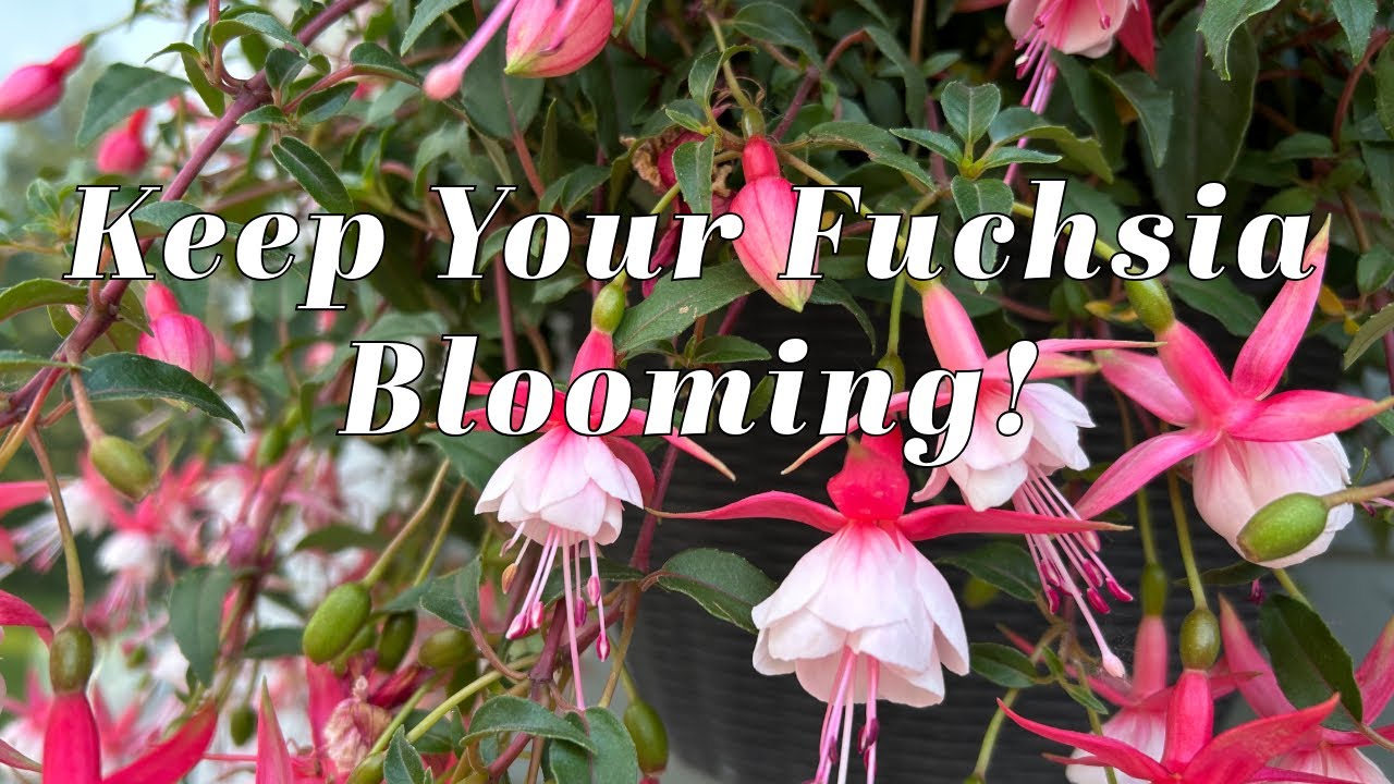 How to Care for Fuchsia Plants and Keep Them Blooming! 🌸🌸🌸