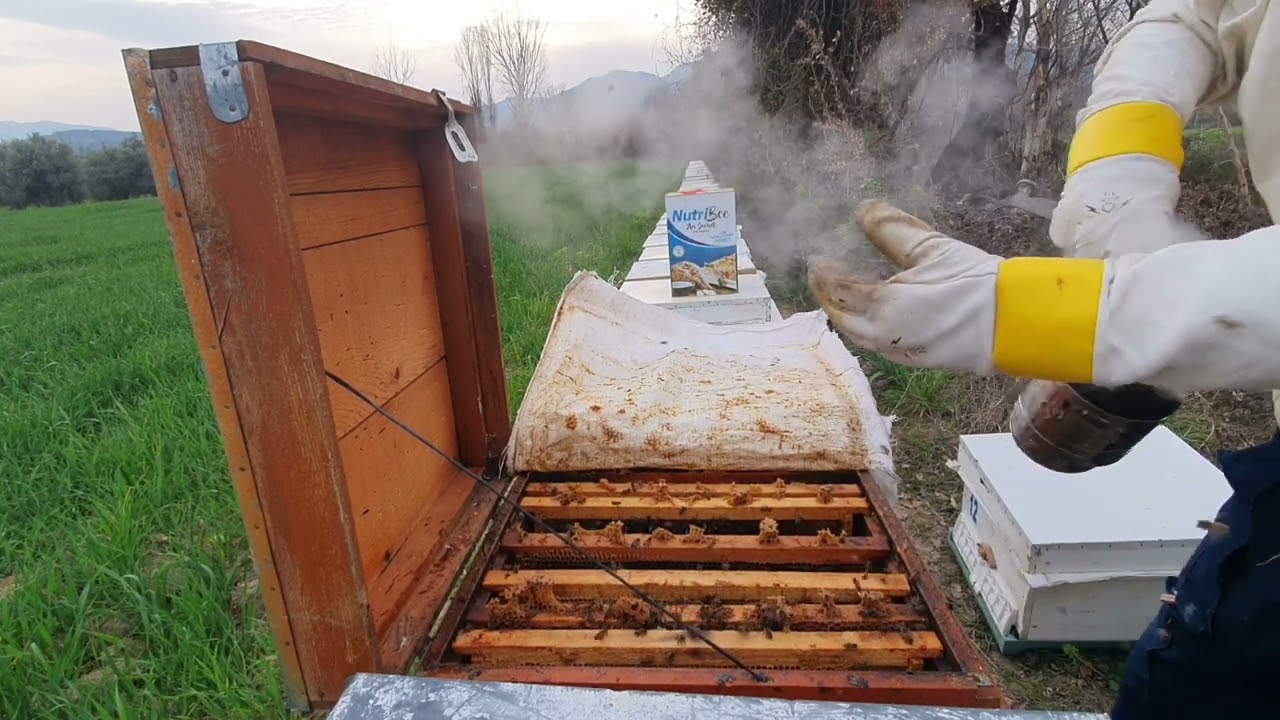 Anasız kalmış kovanı kurtarma, En kolay ve basit arı birleştirme yöntemi#arılar #2023 #anaarı #bees