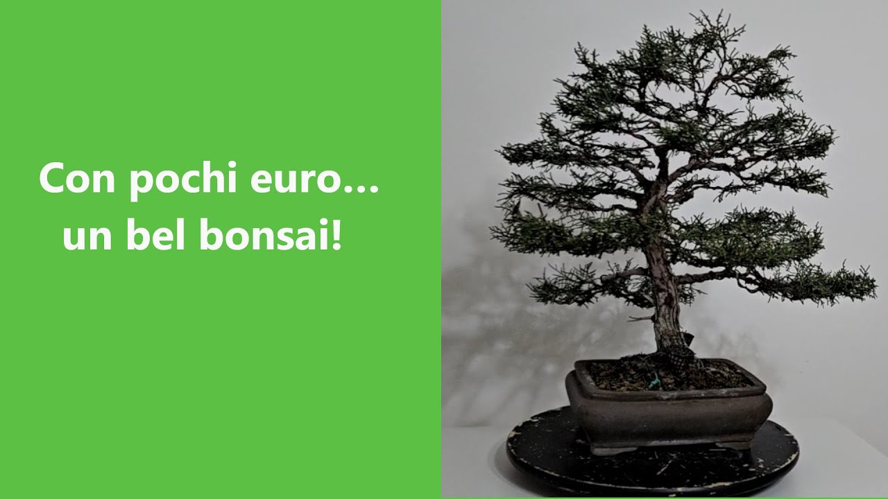 Potatura Ginepro da Vivaio. Perch&eacute; &Egrave; Perfetto per Iniziare con i Bonsai.