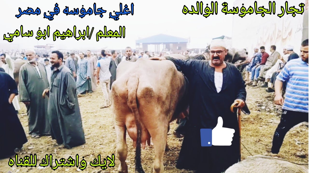 اغلي جاموسة والده في سوق ابو الشقوق شرقيه واتحلبت قبل التصوير