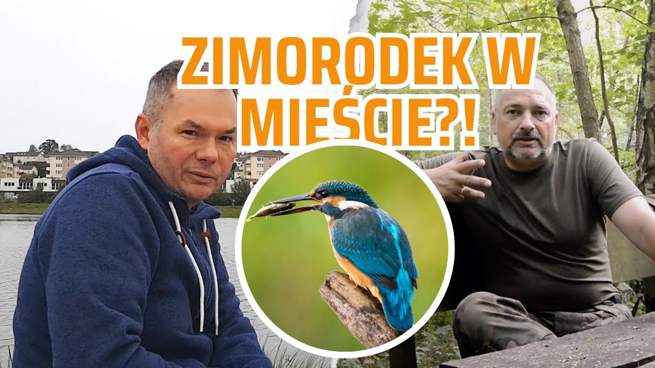 Zimorodek w środku MIASTA? Co poszło nie tak... | Vlog (Cz. 2)