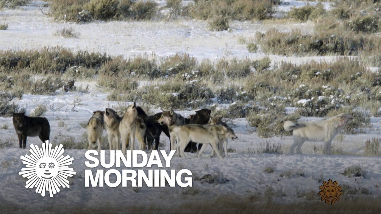 Nature: Wolves of Yellowstone