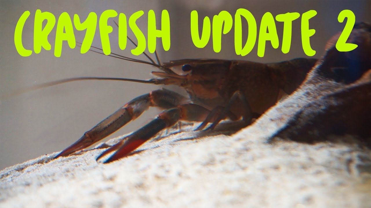 Crayfish Tank Update 2
