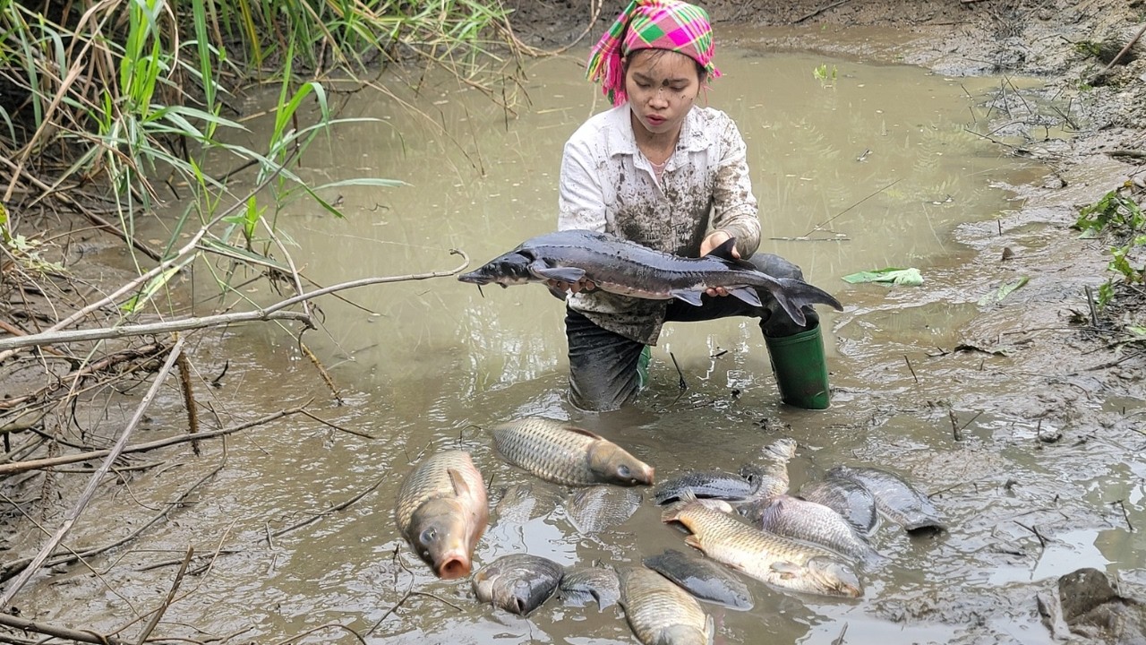 How to harvest giant fish in natural ponds. Giant fish catching skills. Caught many giant fish