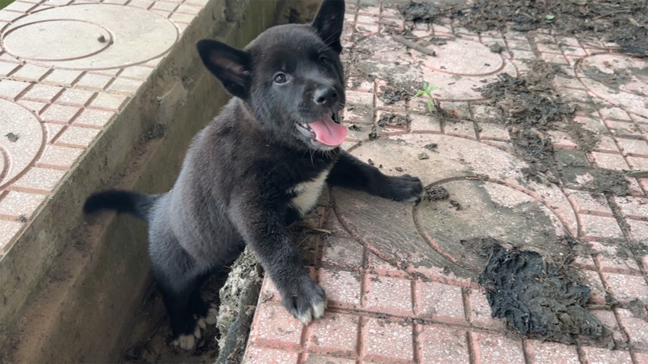Abandoned Puppy Wouldn't Stop Smiling After Being Rescued,