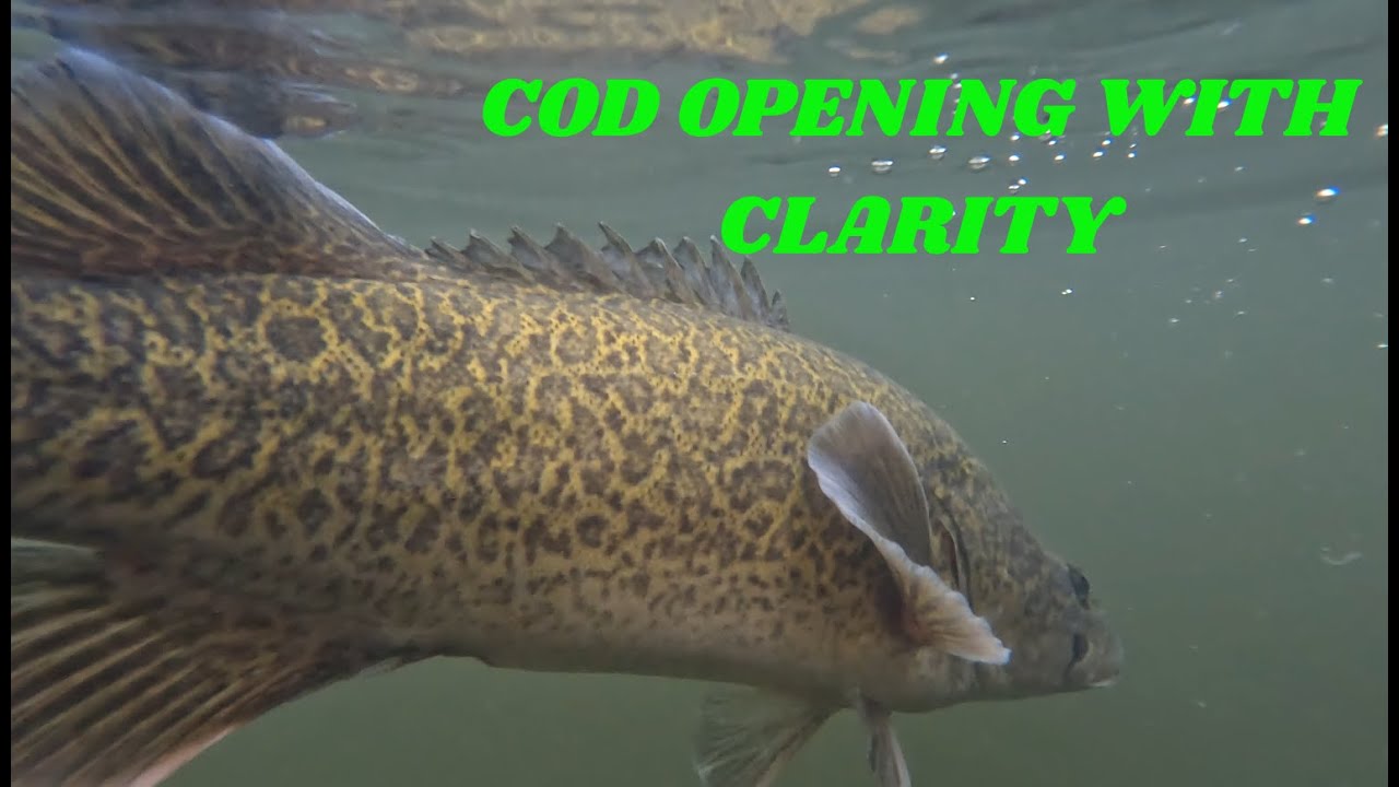 Murray Cod Opening with Clarity