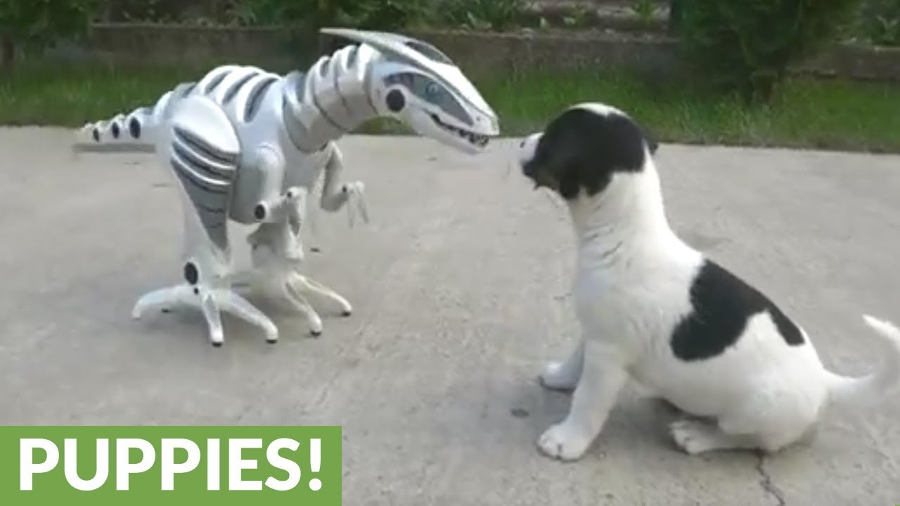 Fearless litter of puppies take on scary robot