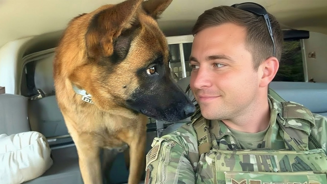 When God Sends You a Comedian Police Dog 😂 Funniest Dogs Video