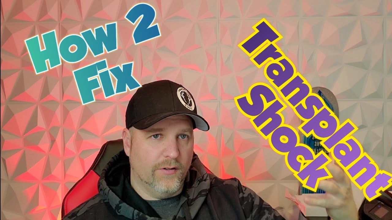 Transplant Shock and How to fix it for Beginners