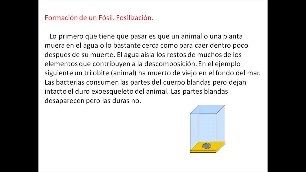 Los Fosiles