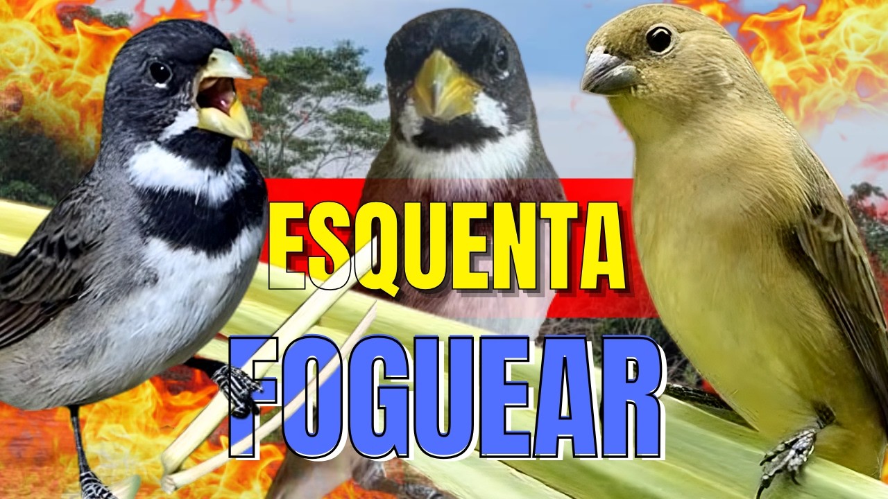 ESQUENTAR COLEIRO TUÍ TUÍ MELHOR COLEIRO TUÍ TUÍ E FÊMEA DE COLEIRO CHAMANDO PARA ESQUENTAR COLEIRO