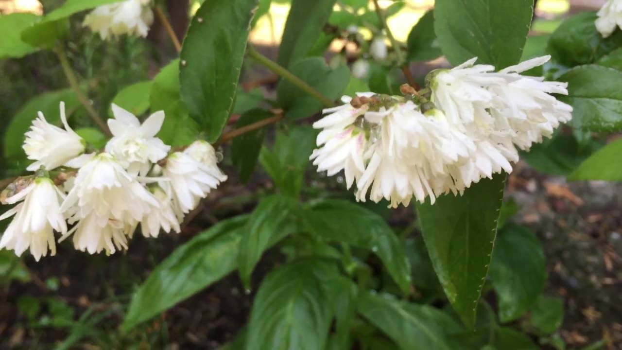 British Spring Blossoms - White Spring Flowers Blooming In Garden #gardening #spring #flowers
