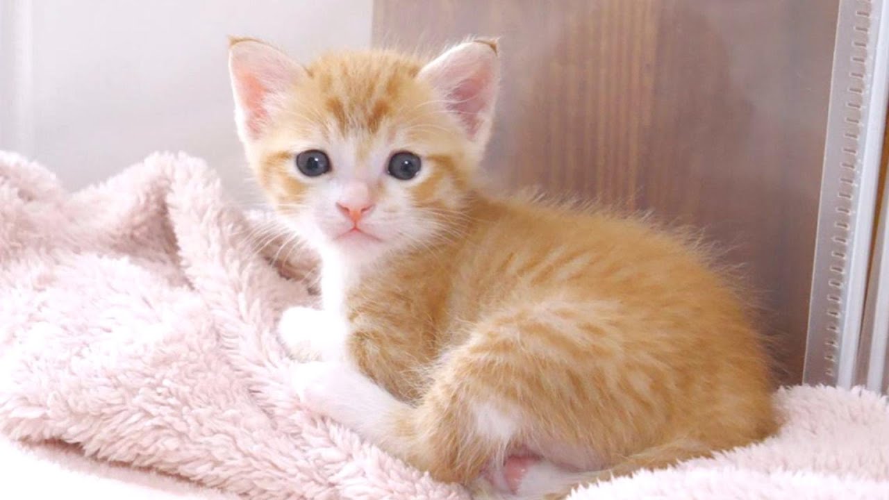 おてんば子猫が大声でミルクのおねだりをしてきました【赤ちゃん猫　保護猫】