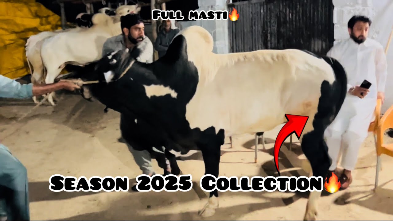 Season 2025 Collection | Dangerous Bail | Fatehjangibull | Deratotoda | Qurbani 2025 | Chal sai hai