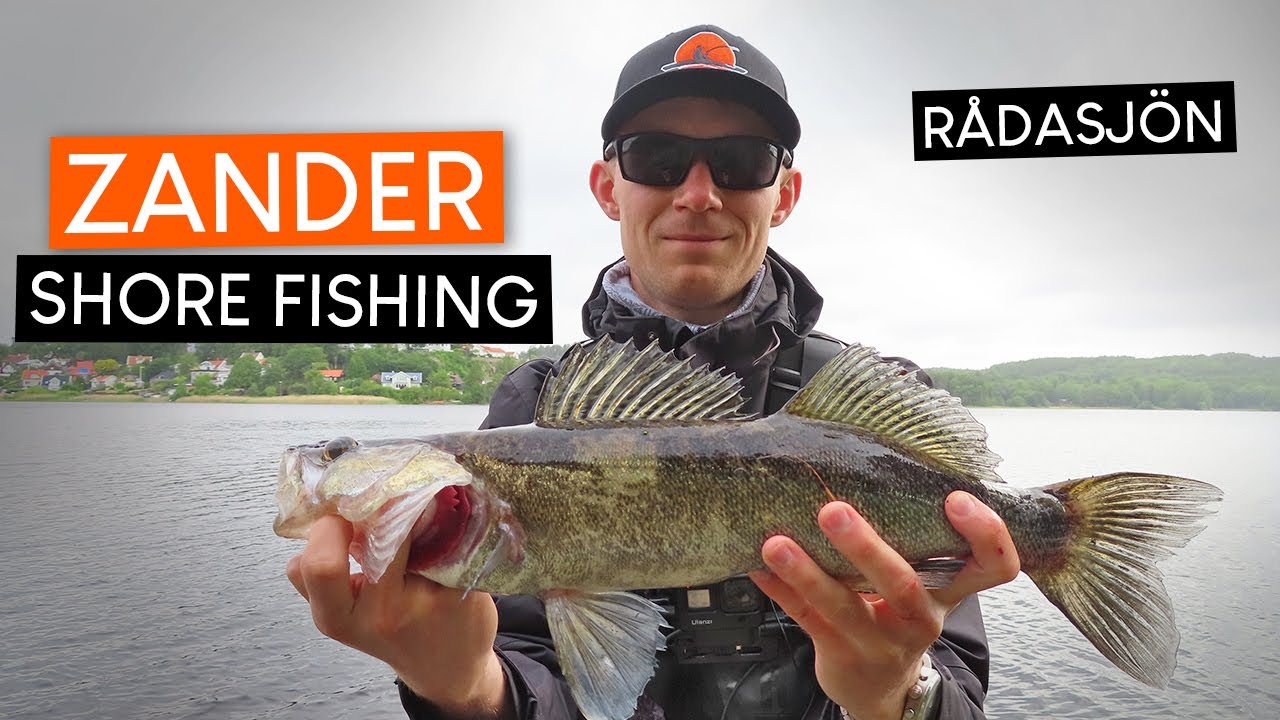 ZANDER FISHING from the shore at Rådasjön!