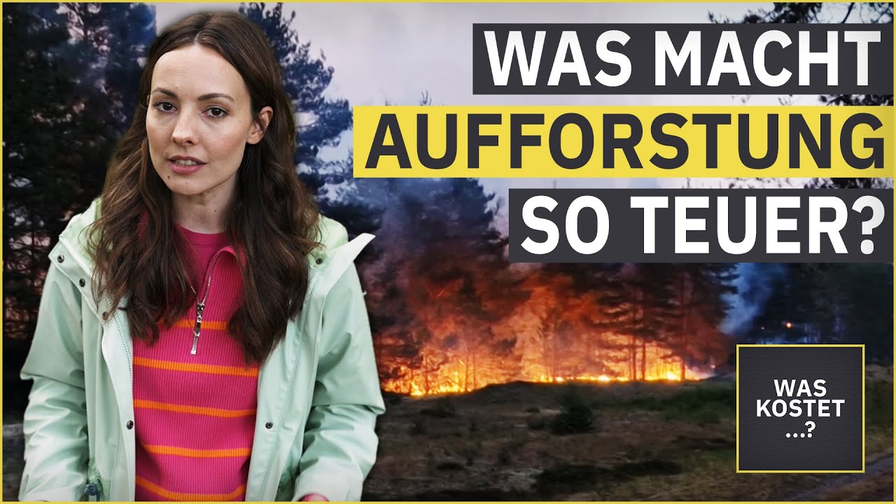 Was kostet Aufforstung? 🌲🌳 | WAS KOSTET...? | MDR