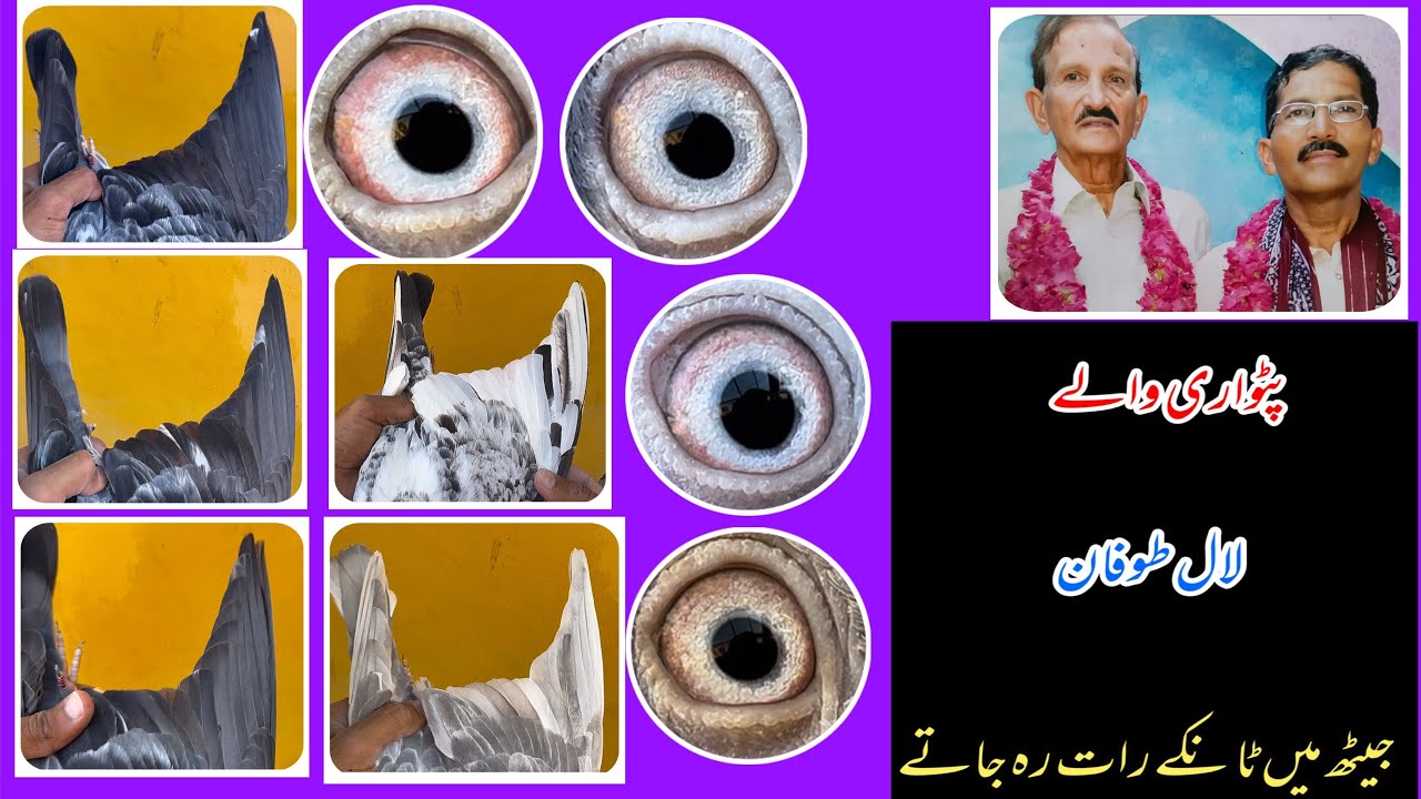 پٹواری والے||ڈب والے لال طوفان||جیٹھ میں ٹانکے رات رہ جاتے||بلڈ لائن استاد مشتاق بھولا 