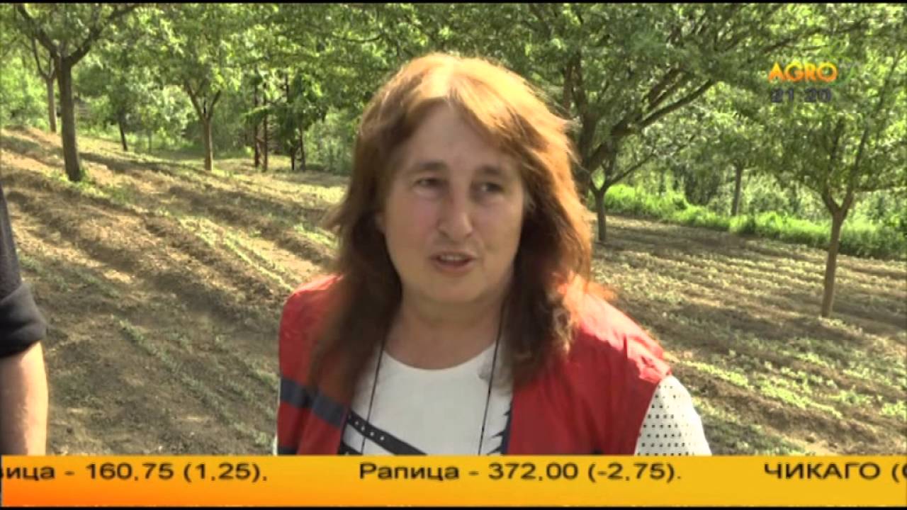 Българският Мурсалски чай – стъпки върху злато