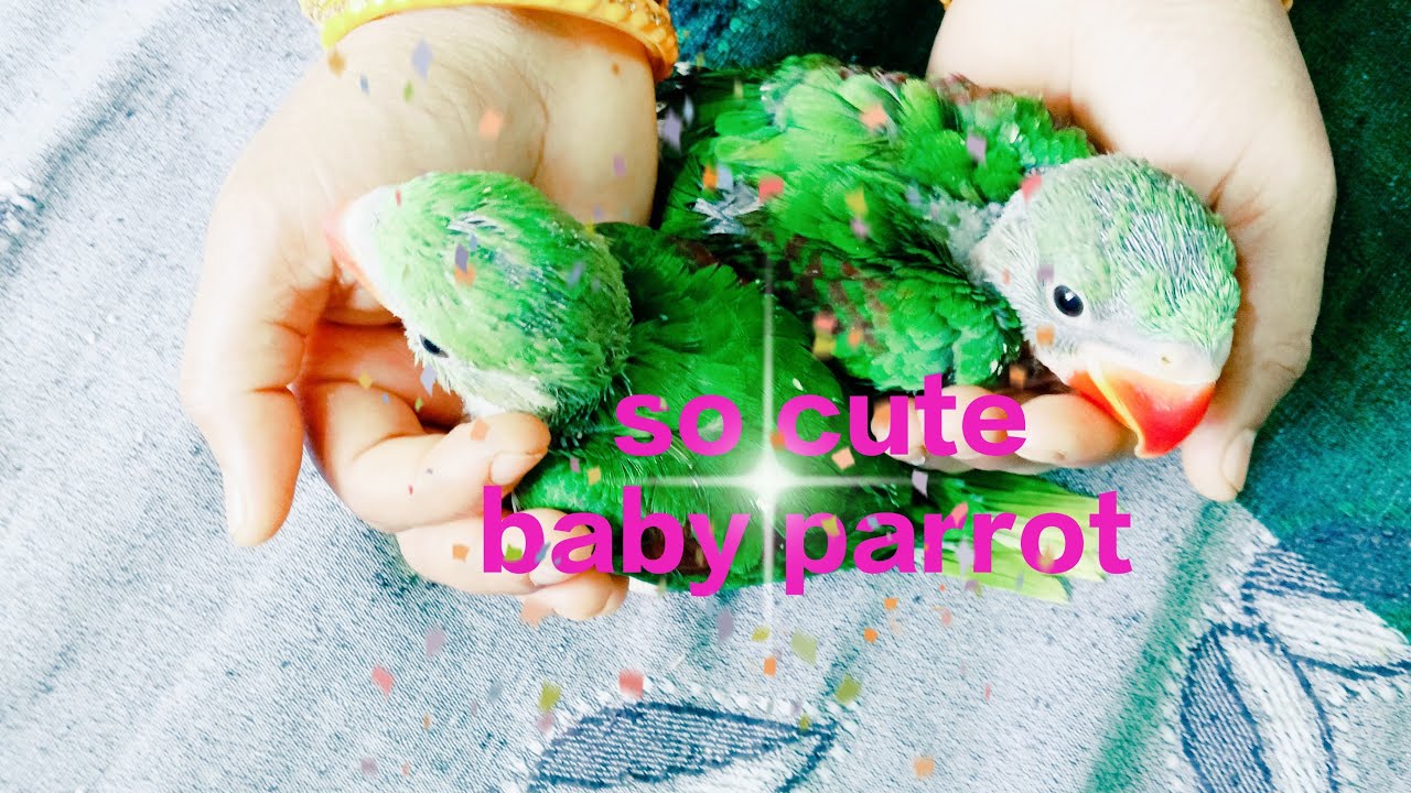 Welcome all 🙏🦜🇮🇳 mitthu aur lalli shorts live hai || महाशिवरात्रि की हार्दिक शुभकामनाएं 🙏🇮🇳🦜🐦💐