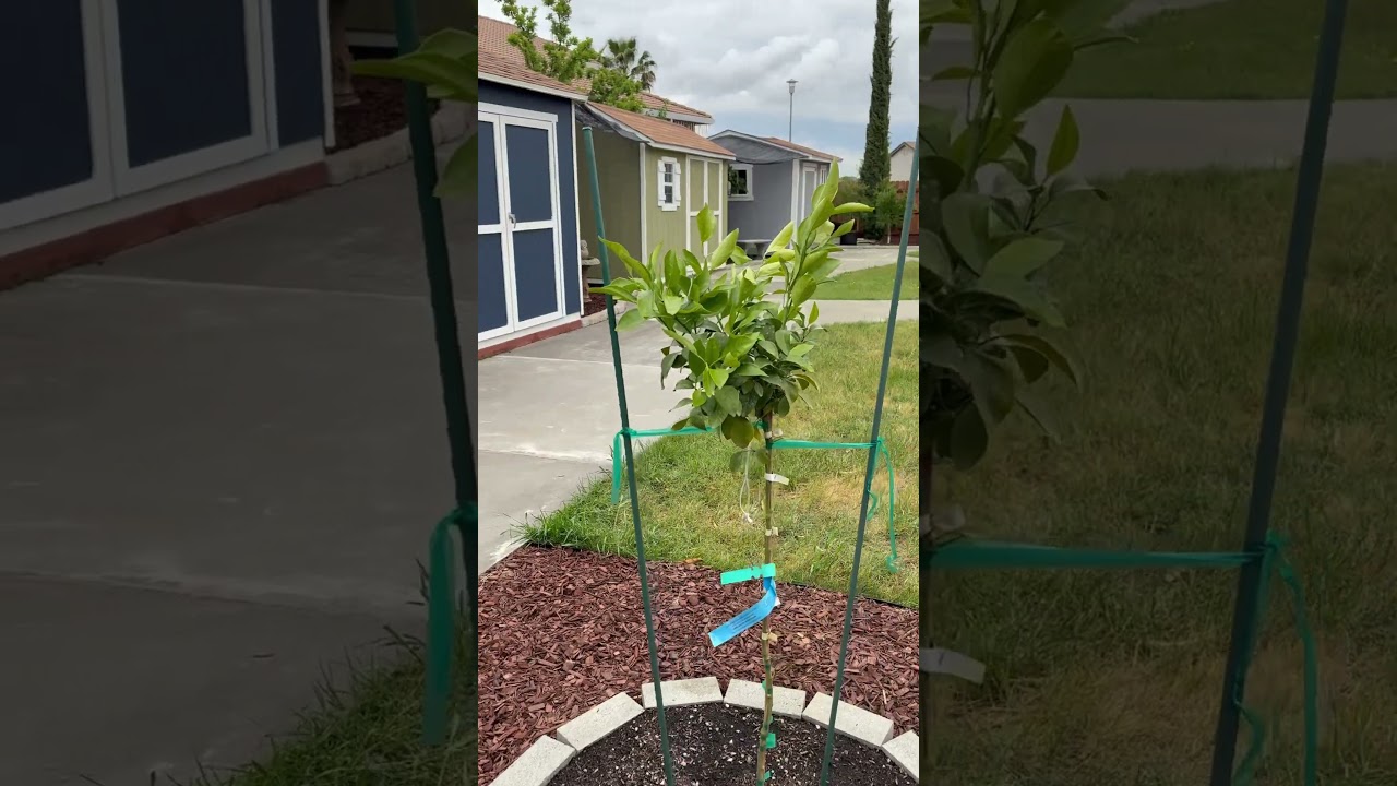 Shiranui Dekopan Sumo mandarin planted in cactus soil Sacramento, CA