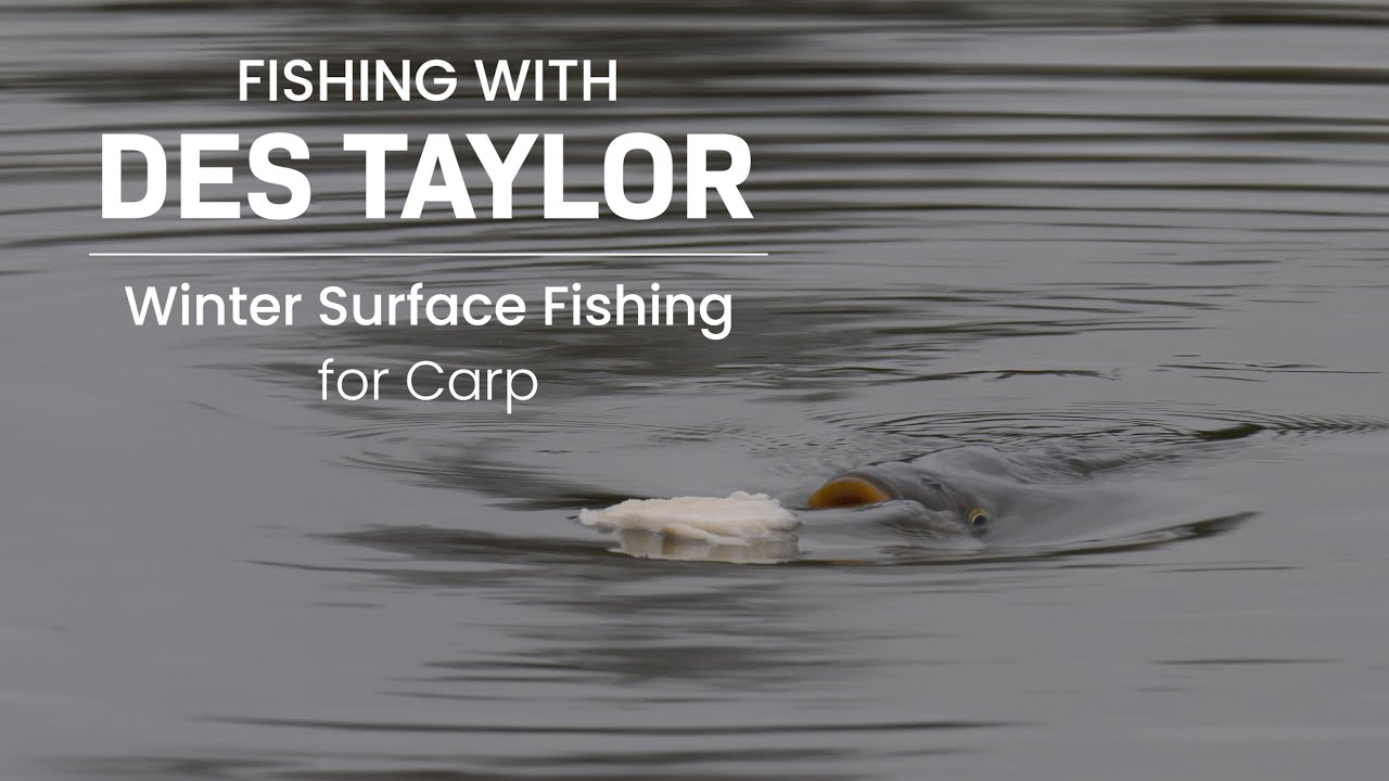 Fishing With Des Taylor: Winter Surface Fishing For Carp. #carpfishing  #carp #fishing #nature