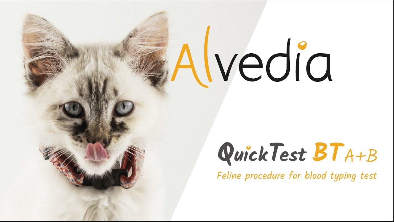 Alvedia - Quick Test Blood Typing Feline Procedure