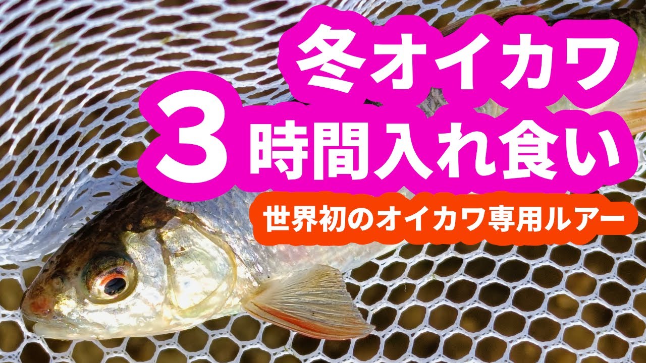 オイカワ専用ルアー使ったら冬のオイカワが３時間入れ食いだった件 #オイカワ釣り #ルアー #チャビング