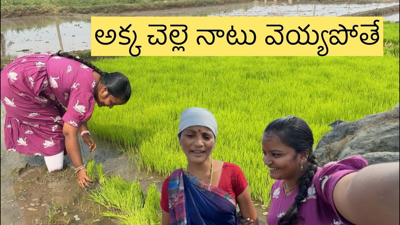 అక్క చెల్లె నాటు వెయ్యపోతే daily vlog || farming videos 