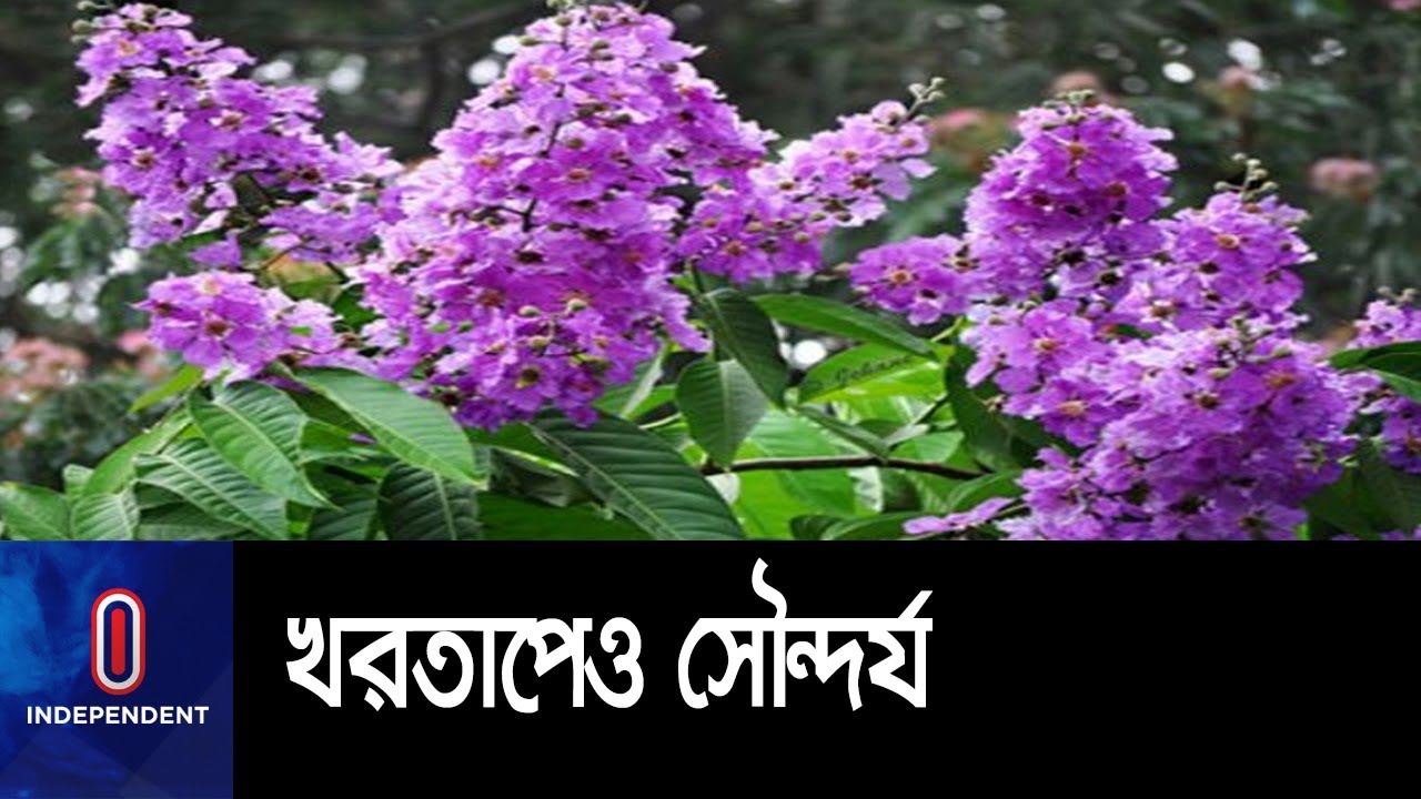 ফুটতে শুরু করেছে কৃষ্ণচূড়া, জারুল, সোনালু, কনকচাঁপা || #Eid Flowers