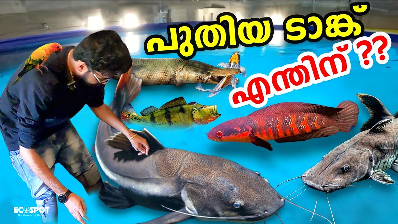 💥😡MONSTER TANK വറ്റിക്കേണ്ടി വന്നു | മീനുകള്‍ എല്ലാം..😱😱| Catching all our MONSTER FISH from POND..