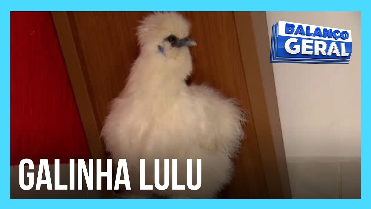 Galinha vira animal de estima&ccedil;&atilde;o de fam&iacute;lia no interior de SP