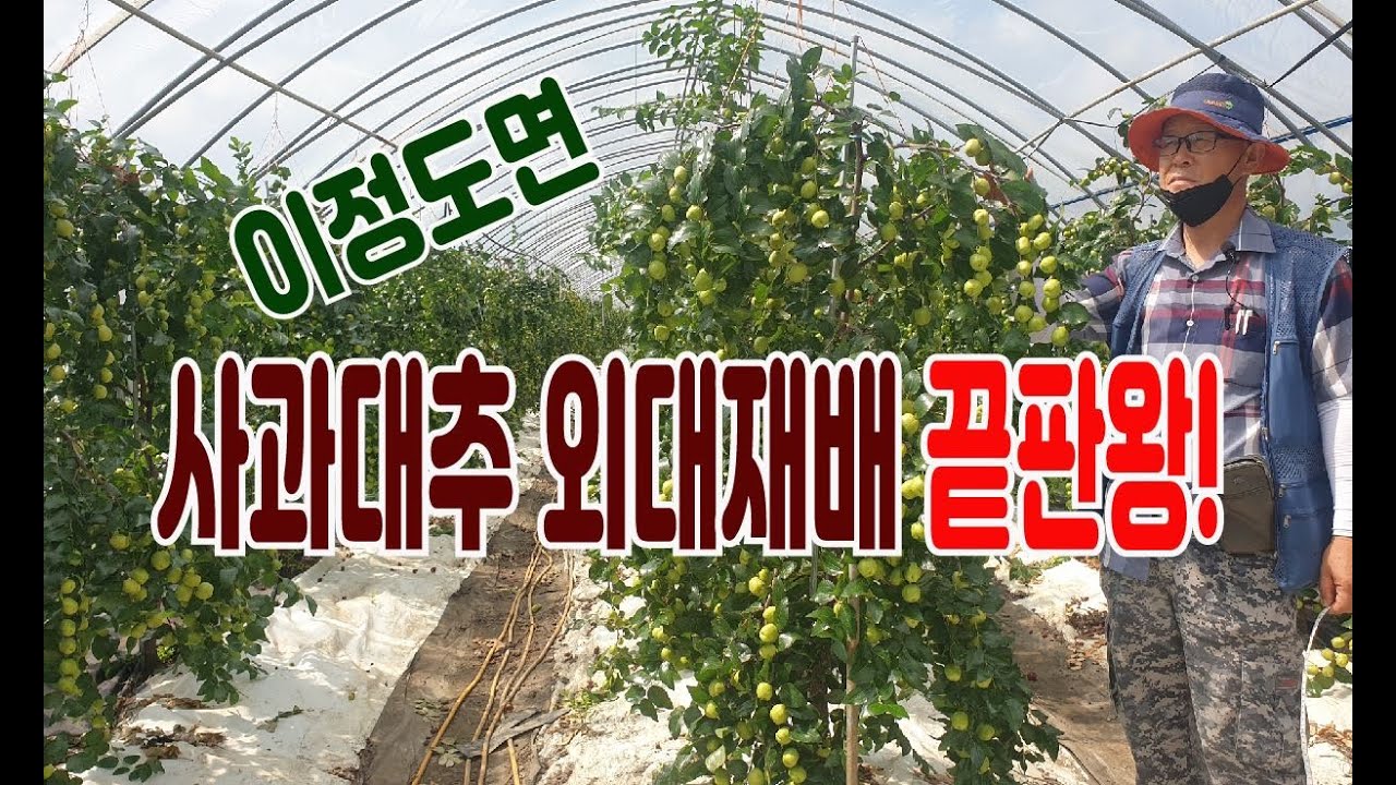 사과대추 외대재배 이렇게 재배하면 끝판왕(대성공)