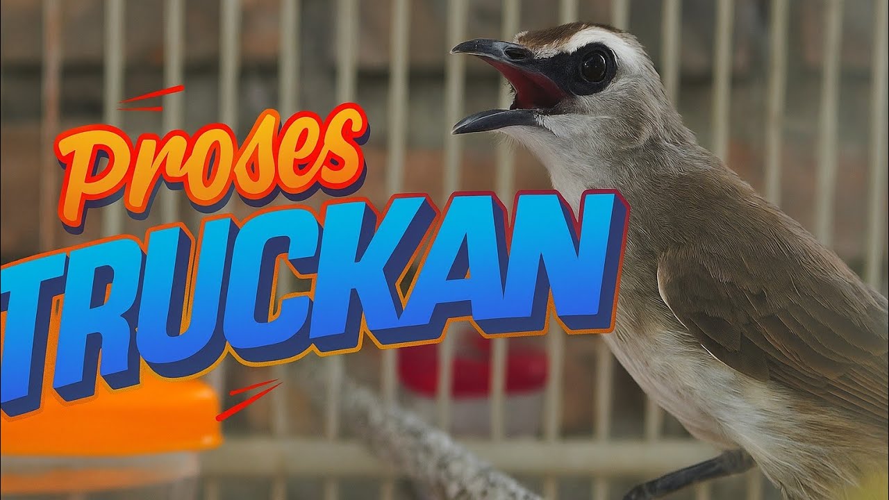 Burung Trucukan Kicau Mania Sahabat Burung Trucukan Salam Satu Hobi 