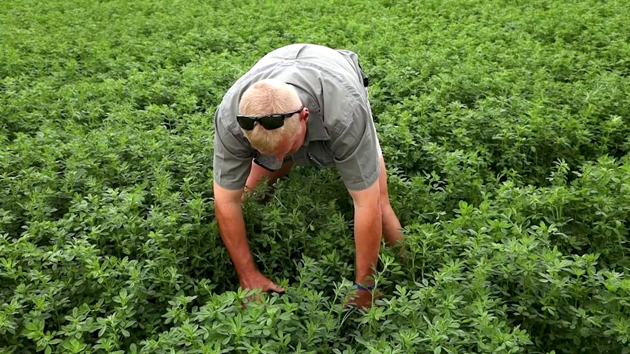 Barenbrug's top lusern varieties