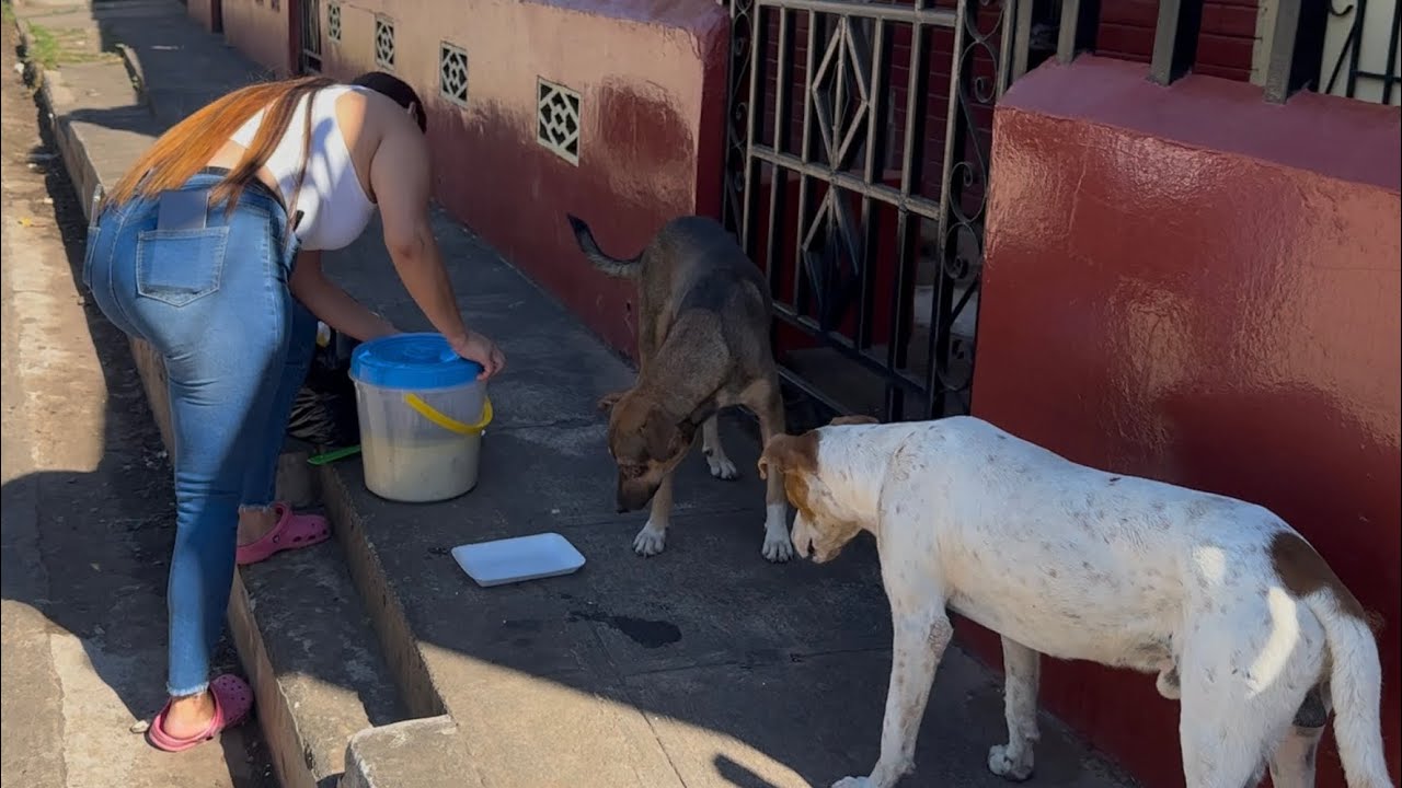 Salimos a darle de comer a los Perros que pasan en la calle con arroz y pollo 