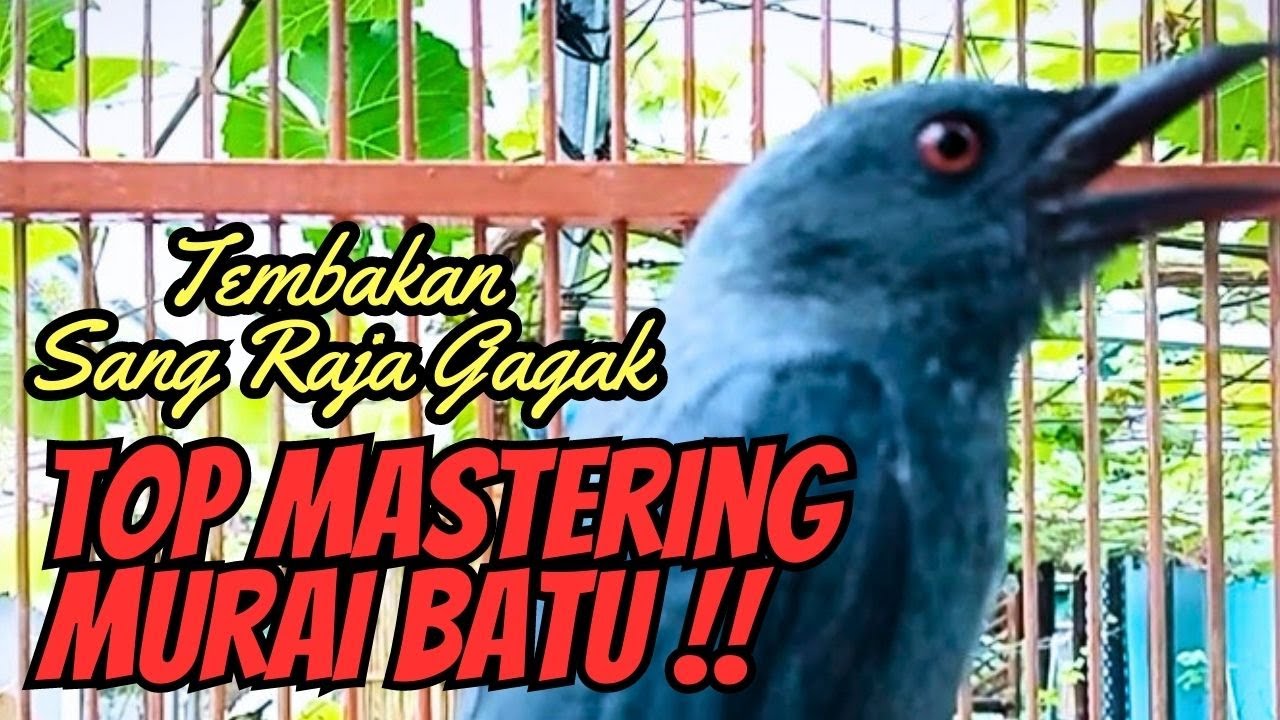 MASTERAN TEMBAKAN SRIGUNTING ABU ABU MATA MERAH ■TOP MASTERING MURAI BATU ■ BIRDS SONG