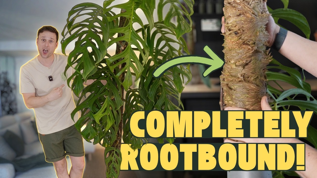 Challenging Moss Pole Upgrade - Monstera esqueleto