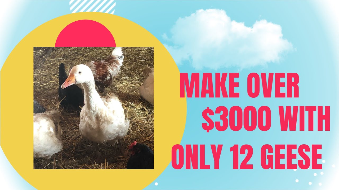 Make money with a small goose flock, hatching, eggs or meat, geese are profitable!!!