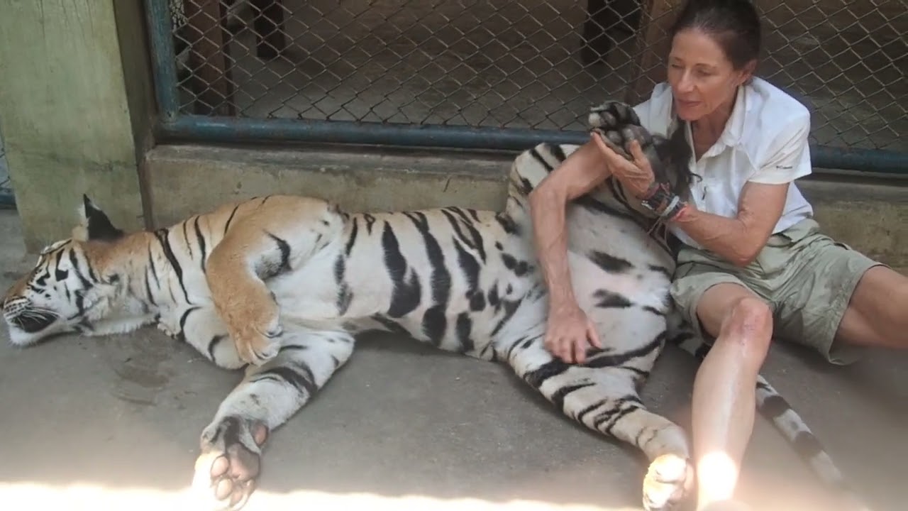 A big furry friend gets a belly rub