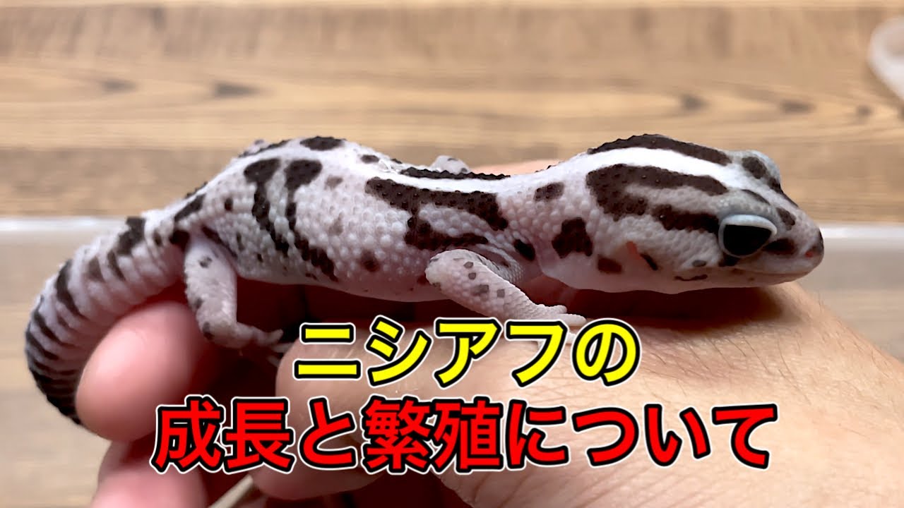 ニシアフお迎えから3ヶ月
