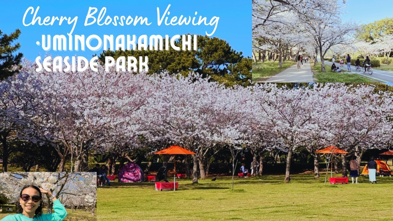 Cherry Blossom Viewing at Uminonakamichi Seaside Park 2023 | Must-See | Ofelia Japan