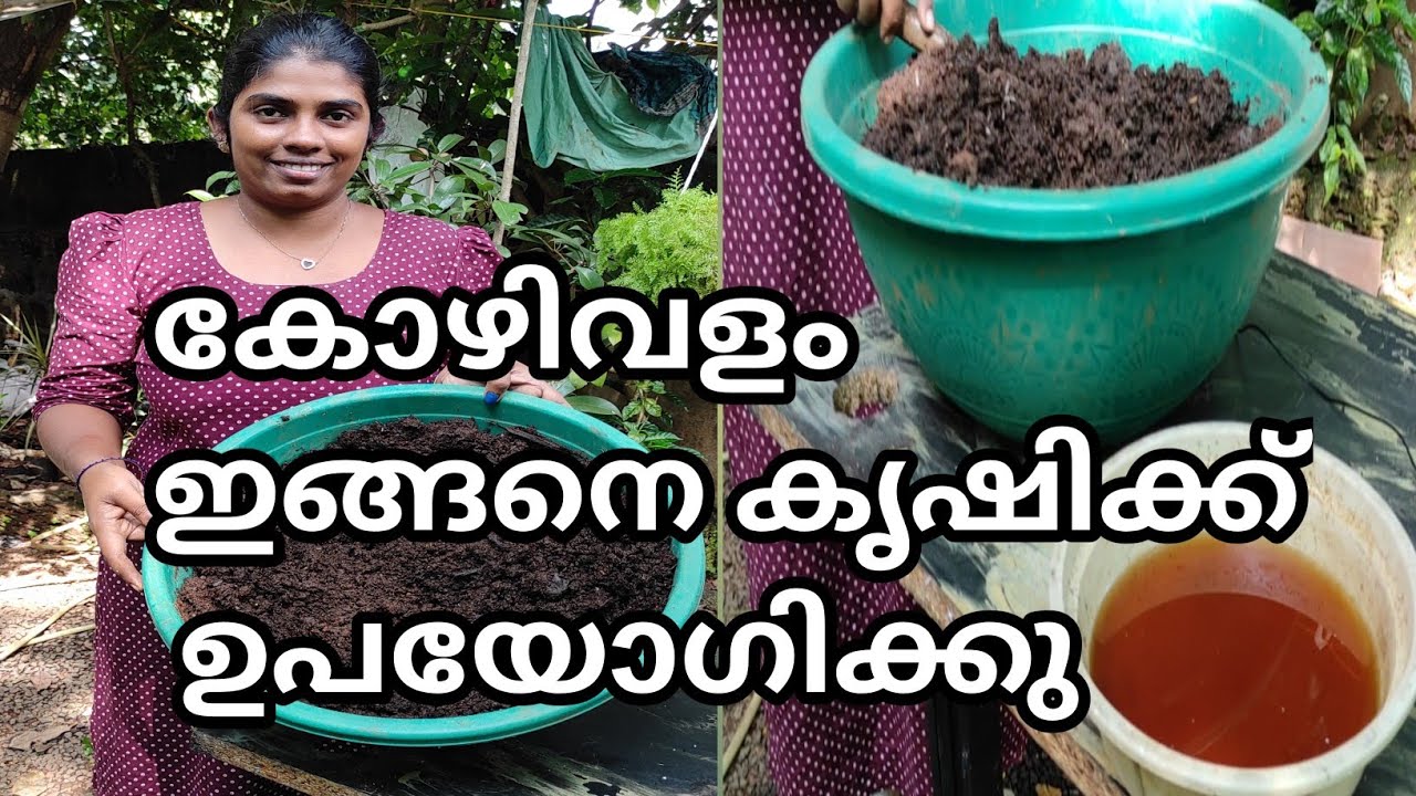 കോഴിവളം ഇങ്ങനെ കൃഷിക്ക് ഉപയോഗിക്കു |chicken manure compost in Malayalam|#chickenmanure #compost