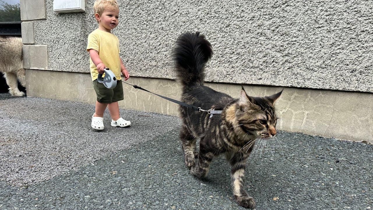 Adorable Baby Boy Walks His Cat! (Cutest Ever!!)