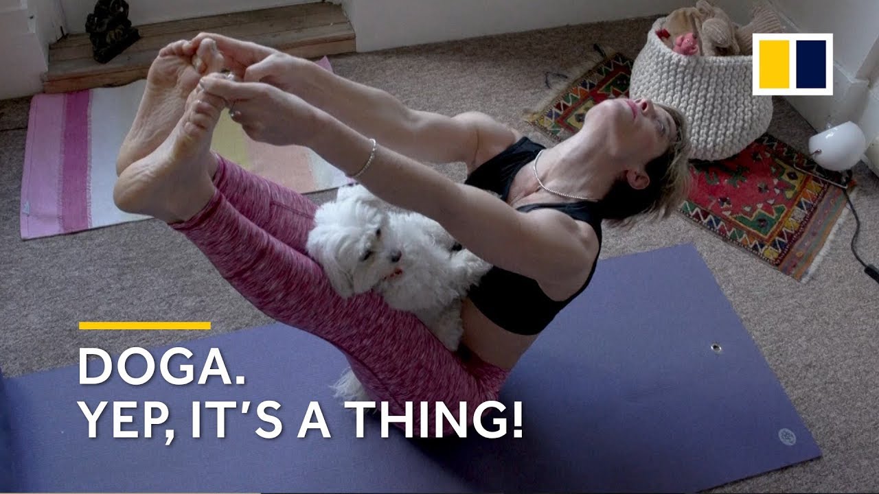 Dog yoga: New fitness craze Doga, yoga with your dog takes off in UK