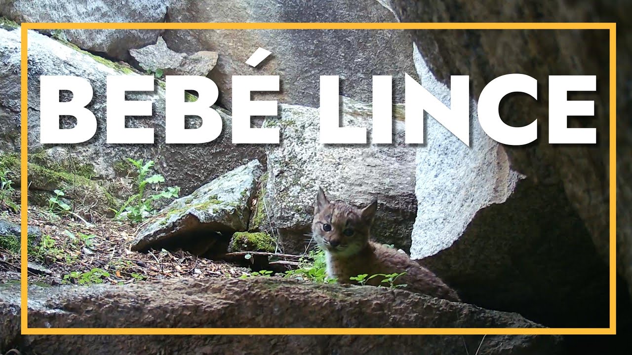 Mamá lince mueve a su bebé || fototrampeo
