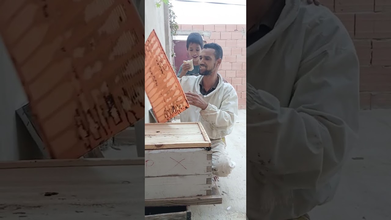 كيفية جمع البروبوليس